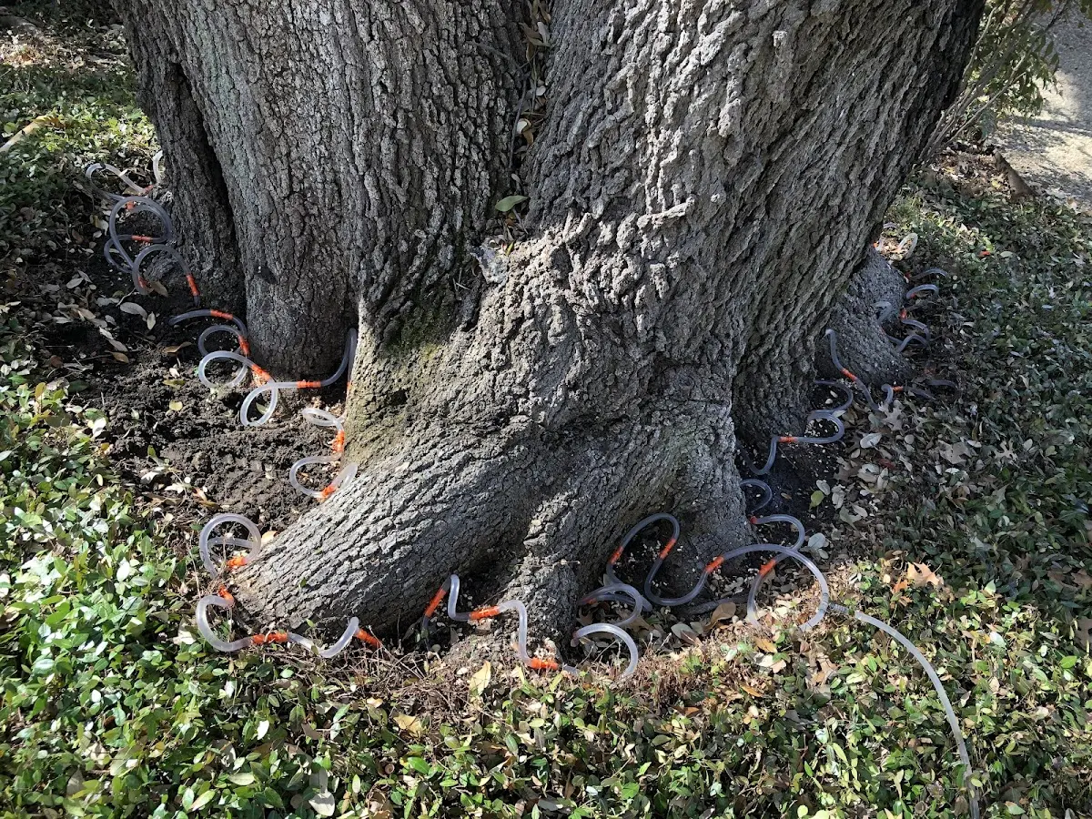 Detailed Tree Cabling and Bracing job site in Lissie