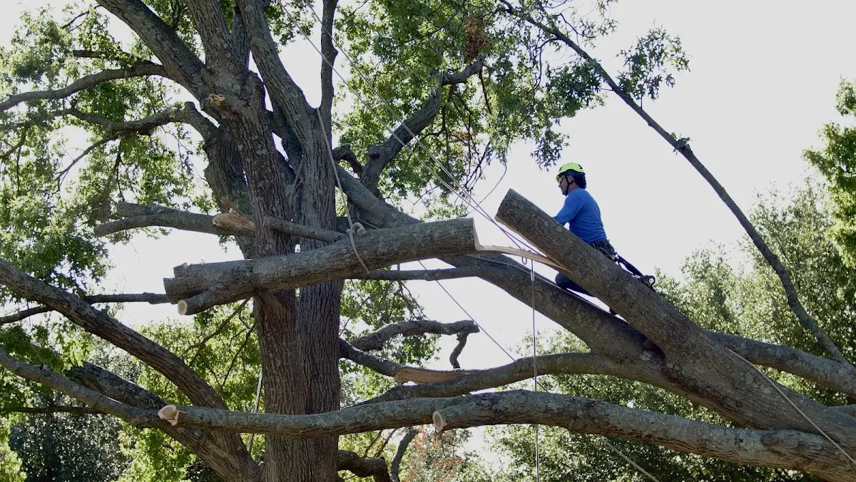 Professional Crown Thinning performed by certified arborists in Lissie